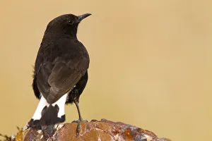 Black Wheatear (Oenanthe leucura) male, Castile-La Mancha, Spain Black Wheatear (Oenanthe leucura) male, Castile-La Mancha, Spain