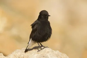 Black Wheatear (Oenanthe leucura) male, Morocco Black Wheatear (Oenanthe leucura) male, Morocco