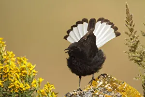 Black Wheatear (Oenanthe leucura) male singing, Castile-La Mancha, Spain Black Wheatear (Oenanthe leucura) male singing, Castile-La Mancha, Spain