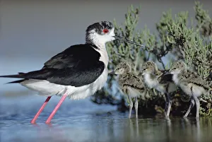 Images Dated 22nd May 1998: Black-winged Stilt (Himantopus himantopus) mother with three chicks, Camargue, France