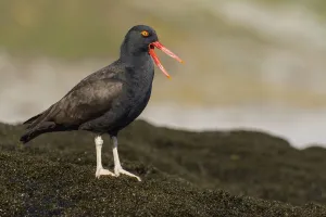 Blackish Oystercatcher (Haematopus ater) calling at the rocky coastline, Falkland Islands Blackish Oystercatcher (Haematopus ater) calling at the rocky coastline, Falkland Islands
