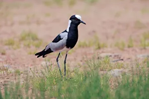 Blacksmith Lapwing (Vanellus armatus), Namibia Blacksmith Lapwing (Vanellus armatus), Namibia