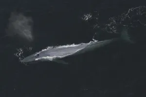 Blue Whale (Balaenoptera musculus) surfacing, Santa Barbara, California Blue Whale (Balaenoptera musculus) surfacing, Santa Barbara, California