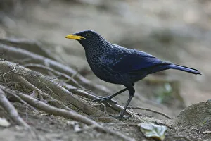 Blue Whistling Thrush (Myophonus caeruleus), Thailand Blue Whistling Thrush (Myophonus caeruleus), Thailand