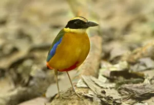 Blue-winged Pitta (Pitta moluccensis), Singapore Blue-winged Pitta (Pitta moluccensis), Singapore
