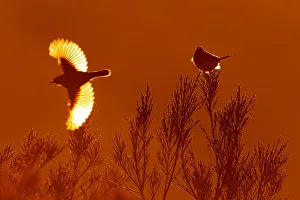 Bluethroat (Luscinia svecica cyanecula) flying, Castile, Spain Bluethroat (Luscinia svecica cyanecula) flying, Castile, Spain