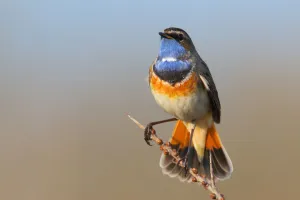 Bluethroat (Luscinia svecica cyanecula) male, Texel, The Netherlands Bluethroat (Luscinia svecica cyanecula) male, Texel, The Netherlands