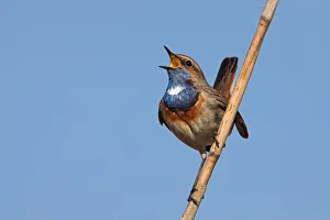 Bluethroat (Luscinia svecica cyanecula) singing, Rhineland-Palatinate, Germany Bluethroat (Luscinia svecica cyanecula) singing, Rhineland-Palatinate, Germany