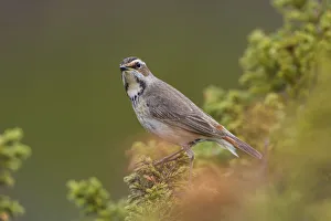 Bluethroat (Luscinia svecica svecica) female, Dovrefjell, Norway Bluethroat (Luscinia svecica svecica) female, Dovrefjell, Norway