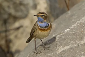 Bluethroat (Luscinia svecica svecica) male, Turkey Bluethroat (Luscinia svecica svecica) male, Turkey