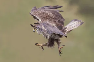 Bonellis Eagle (Aquila fasciata) female flying, Portugal Bonellis Eagle (Aquila fasciata) female flying, Portugal