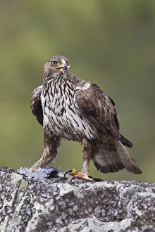 Bonellis Eagle (Aquila fasciata) female, Portugal Bonellis Eagle (Aquila fasciata) female, Portugal