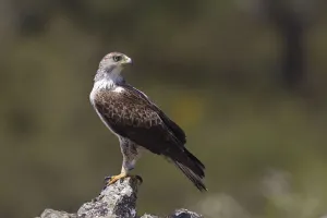 Bonellis Eagle (Aquila fasciata) male, Portugal Bonellis Eagle (Aquila fasciata) male, Portugal
