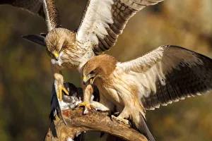 Booted Eagle (Hieraaetus pennatus) juvenile and female, Castile and Leon, Spain Booted Eagle (Hieraaetus pennatus) juvenile and female, Castile and Leon, Spain