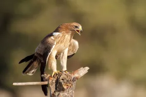 Booted Eagle (Hieraaetus pennatus) juvenile, Castile and Leon, Spain Booted Eagle (Hieraaetus pennatus) juvenile, Castile and Leon, Spain