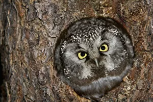 Owls Gallery: Boreal Owl (Aegolius funereus) in nest cavity, Alaska