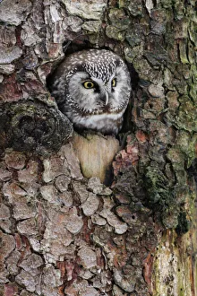 Boreal Owl (Aegolius funereus) peeking through hole in tree, Bavaria, Germany Boreal Owl (Aegolius funereus) peeking through hole in tree, Bavaria, Germany