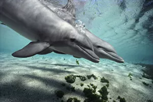 Images Dated 18th November 2015: Bottlenose Dolphin (Tursiops truncatus) pair, Hawaii