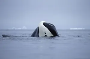 Images Dated 19th April 1996: Bowhead Whale (Balaena mysticetus) juvenile basking, Baffin Island, Canada