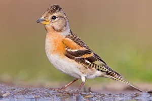 Brambling (Fringilla montifringilla) female, Rhineland-Palatinate, Germany Brambling (Fringilla montifringilla) female, Rhineland-Palatinate, Germany