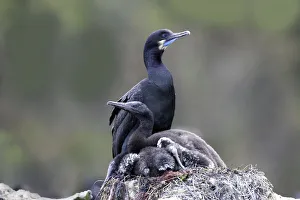 Brandts Cormorant (Phalacrocorax penicillatus) adult on nest with young, California Brandts Cormorant (Phalacrocorax penicillatus) adult on nest with young, California