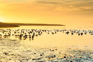 Brent Goose (Branta bernicla) flock, feeding on estuary at low tide Brent Goose (Branta bernicla) flock, feeding on estuary at low tide