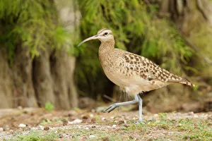 Sandpipers Gallery: 