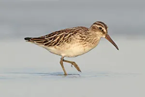 Sandpipers Gallery: 