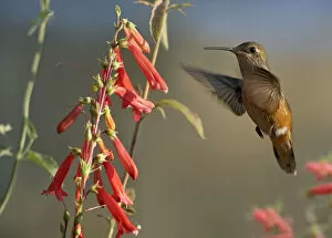 Broad-tailed Hummingbird (Selasphorus platycercus) feeding on flower nectar, Santa Fe