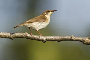 Brown-backed Honeyeater (Ramsayornis modestus), Queensland, Australia