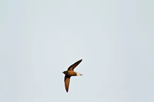 Brown Backed Needletail Brown Backed Needletail