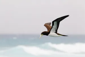 Brown Booby (Sula leucogaster) flying, Hawaii, USA Brown Booby (Sula leucogaster) flying, Hawaii, USA