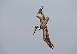 Brown Pelican (Pelecanus occidentalis) flying, Florida, USA Brown Pelican (Pelecanus occidentalis) flying, Florida, USA