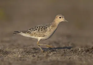 Sandpipers Gallery: Buff Breasted Sandpiper Collection