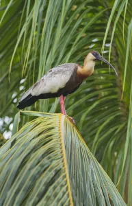Buff-necked Ibis (Theristicus caudatus) in palm tree, Pantanal, Brazil Buff-necked Ibis (Theristicus caudatus) in palm tree, Pantanal, Brazil