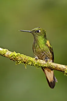 Buff-tailed Coronet (Boissonneaua flavescens), Ecuador Buff-tailed Coronet (Boissonneaua flavescens), Ecuador