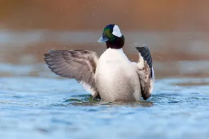 Bufflehead (Bucephala albeola) male, British Columbia, Canada Bufflehead (Bucephala albeola) male, British Columbia, Canada