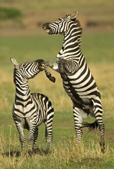 Two BurchellAs zebra (Equus quagga) rearing up on hind legs during fight, Kenya