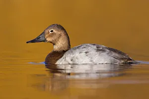 Canvasback (Aythya valisineria) female, British Columbia, Canada Canvasback (Aythya valisineria) female, British Columbia, Canada