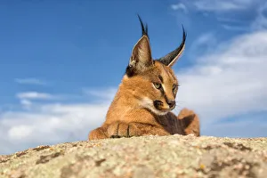 Caracal (Caracal caracal) lying on a rock, Castile-La Mancha, Spain Caracal (Caracal caracal) lying on a rock, Castile-La Mancha, Spain