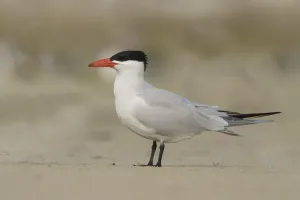 Caspian Tern (Hydroprogne caspia), Texas, USA Caspian Tern (Hydroprogne caspia), Texas, USA