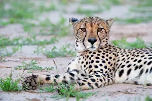 Cheetah Gallery: Cheetah (Acinonyx jubatus) resting and looking at camera, Kgalagadi Transfrontier Park