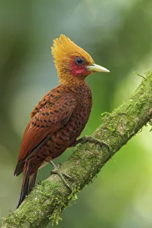 Chestnut Colored Woodpecker Chestnut Colored Woodpecker