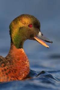Chestnut Teal (Anas castanea), Victoria, Australia Chestnut Teal (Anas castanea), Victoria, Australia