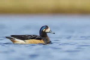 Chiloe Wigeon (Mareca sibilatrix) swimming on a small pond, Falkland Islands Chiloe Wigeon (Mareca sibilatrix) swimming on a small pond, Falkland Islands