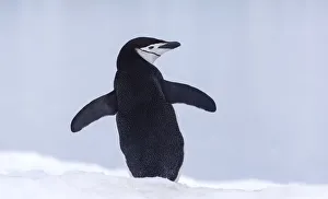 Chinstrap Penguin (Pygoscelis antarcticus) looking over its shoulder, Half Moon Island
