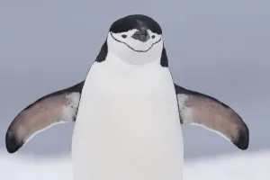 Chinstrap Penguin (Pygoscelis antarcticus) walking wings spread, Half Moon Island