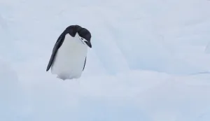 Chinstrap Penguin (Pygoscelis antarcticus) standing on ice, Gourdin Island, Antarctica