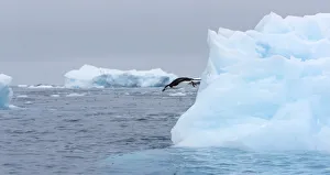Chinstrap Penguin (Pygoscelis antarcticus) diving into the sea, Gourdin Island, Antarctica