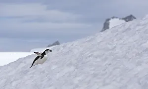 Chinstrap Penguin (Pygoscelis antarcticus) climbing a hill, Half Moon Island, Antarctica